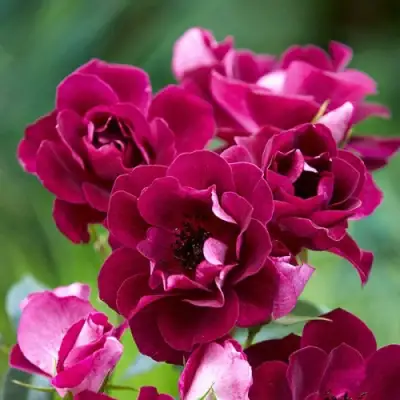 Роза БУРГУНДИ АЙС флорибунда в Речице