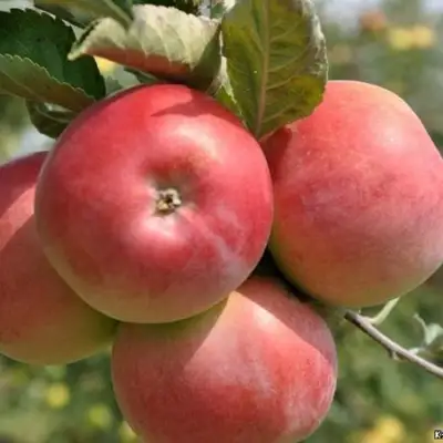 Яблоня ВЭМ-РОЗОВЫЙ в Речице