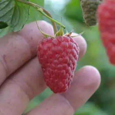 Малина КОРПИКО в Речице