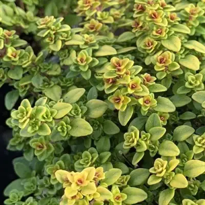 Тимьян АРЧЕРЗ ГОЛД в Речице