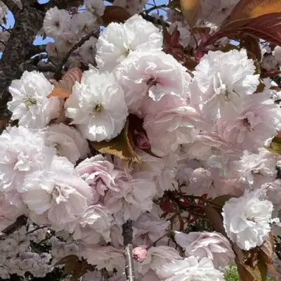 Сакура ШИРОФУГЕН в Речице