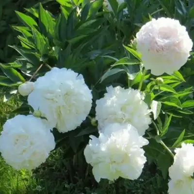 Пион МУН ОВЕР БАРРИНГТОН травянистый в Речице