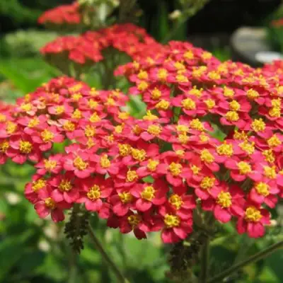 Тысячелистник ПАПРИКА обыкновенный в Речице