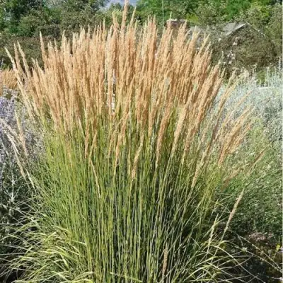 Вейник АВАЛАНШ остроцветковый в Речице