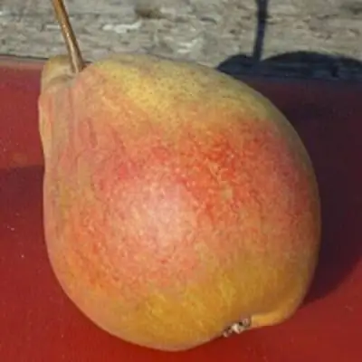 Груша ТАТЬЯНА в Речице