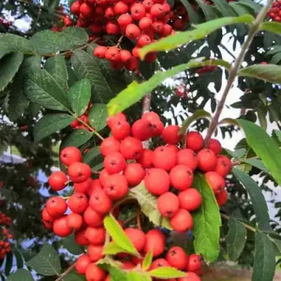 Рябина НЕВЕЖИНСКАЯ сладкоплодная в Речице