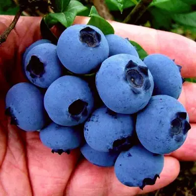 Голубика РЕКА в Речице