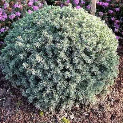 Ель ЭХИНИФОРМИС сизая в Речице