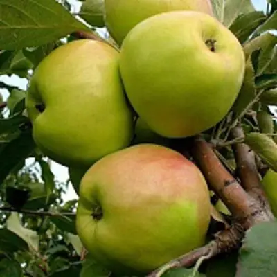 Яблоня БРАТ ЧУДНОГО стелющаяся в Речице