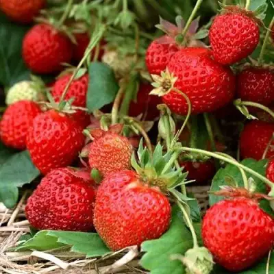 Клубника САН АНДРЕАС ремонтантная в Речице