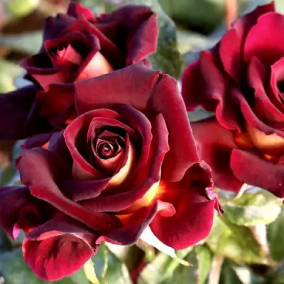 Роза ЭДДИ МИТЧЕЛЛ чайно-гибридная в Речице