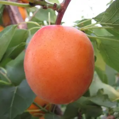 Абрикос ГОЛД РИЧ в Речице