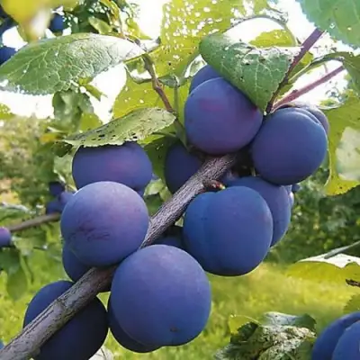 Слива КРОМАНЬ в Речице