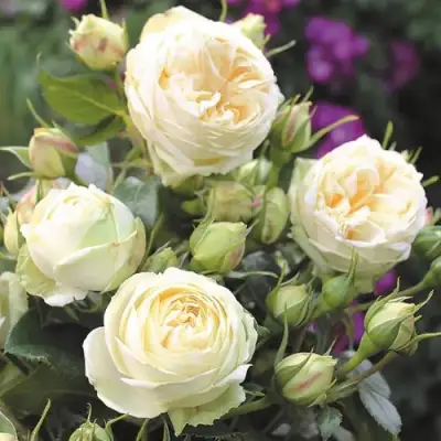 Роза ВЕНДИНГ ПИАНО чайно-гибридная в Речице