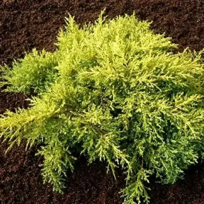 Можжевельник МОРДИГАН ГОЛД средний в Речице