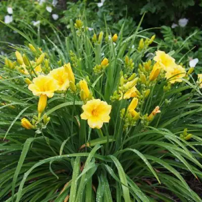 Лилейник СТЕЛЛА ДЕ ОРО гибридный в Речице