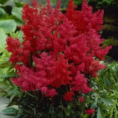 Астильба ГРАНАТ Арендса в Речице