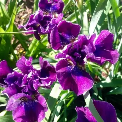 Ирис БАНДЛ ОВ ДЖОЙ сибирский в Речице
