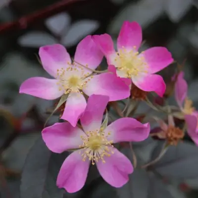 Роза сизая в Речице