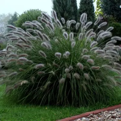 Пеннисетум ЛЕДИ Ю в Речице