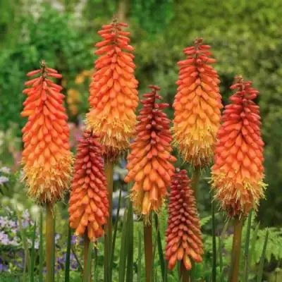 Книфофия АЛЬКАЗАР гибридная в Речице