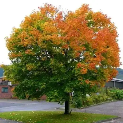 Клен остролистный в Речице