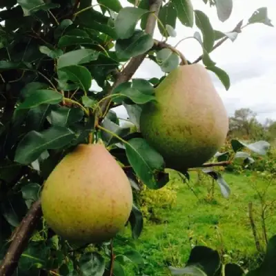 Груша ЛИРА в Речице