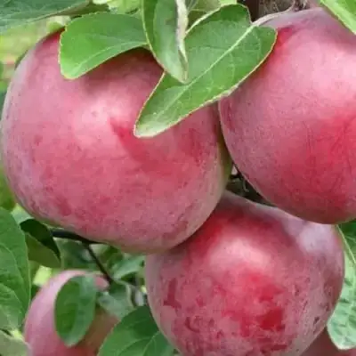 Яблоня АЛЕСЯ в Речице