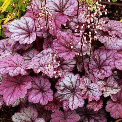 Гейхера ШУГА ФРОСТИНГ в Речице