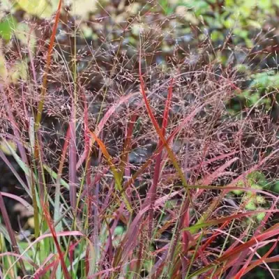 Просо РЕБРАУН прутьевидное в Речице