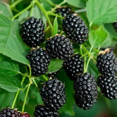 Ежевика ЛОХТЕЙ бесшипная в Речице