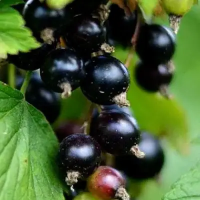 Смородина чёрная КАТЮША в Речице