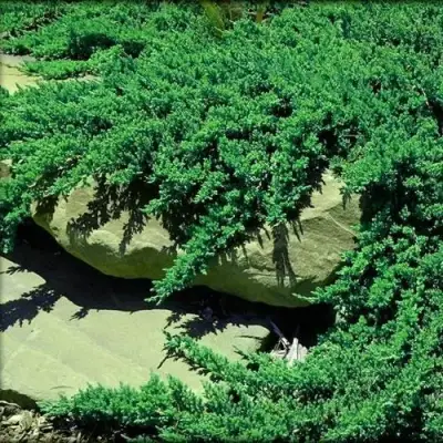 Можжевельник НАНА лежачий в Речице