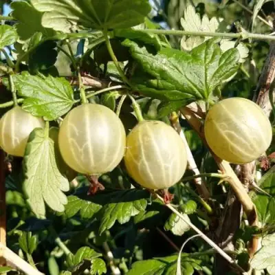 Крыжовник БЕЛОРУCСКИЙ САХАРНЫЙ 2 в Речице