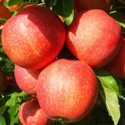 Яблоня ГАЛА ШНИГА в Речице