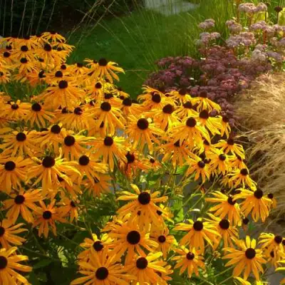 Рудбекия ГОЛДШТУРМ блестящая в Речице