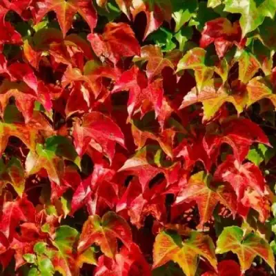 Девичий виноград тройчатый ВИЧИ в Речице