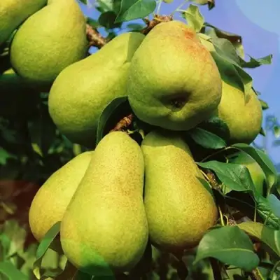 саженцы груши Нежность