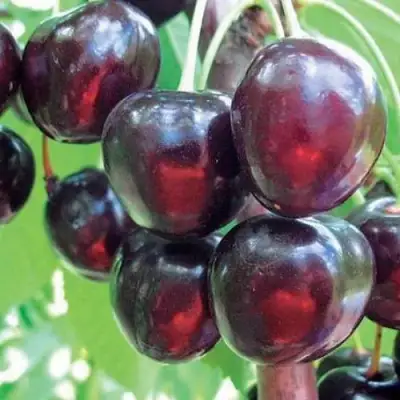 Черешня ЛЮБИМИЦА АСТАХОВА в Речице