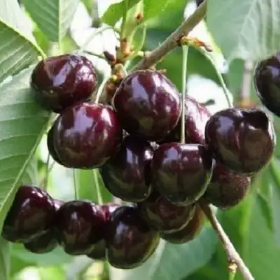 Черешня ЛЕНИНГРАДСКАЯ ЧЁРНАЯ в Речице