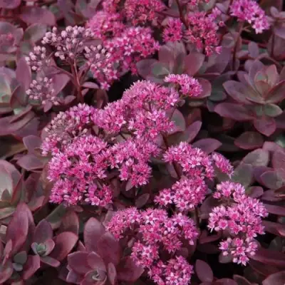 Очиток (седум) САНСПАРКЛЕР ФАЙЕРКРЕКЕР в Речице