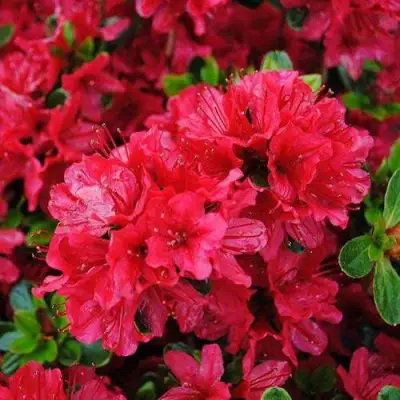 Азалия ХИНО КРИМСОН японская в Речице