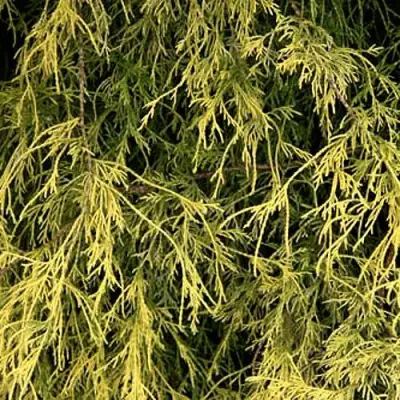 Кипарисовик ФИЛИФЕРА АУРЕА горохоплодный в Речице