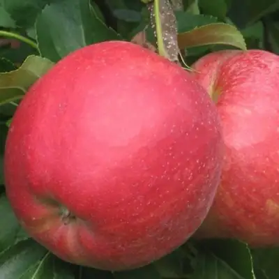 Яблоня РУБИН в Речице