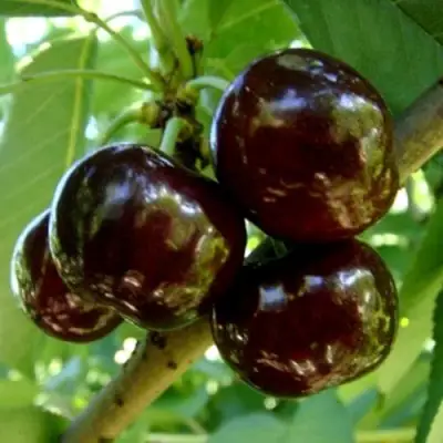 Черешня МУСКАТНАЯ в Речице