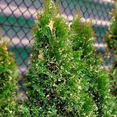 Туя СМАРАГД ВАРИЕГАТА западная в Речице