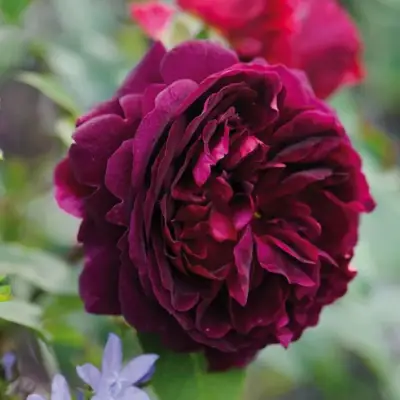 саженцы розы Манстед Вуд