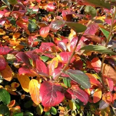 Кизильник блестящий в Речице