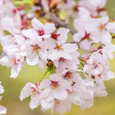 Сакура КОЙО НО МАЙ в Речице