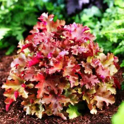 Гейхера МАРМЕЛАД в Речице